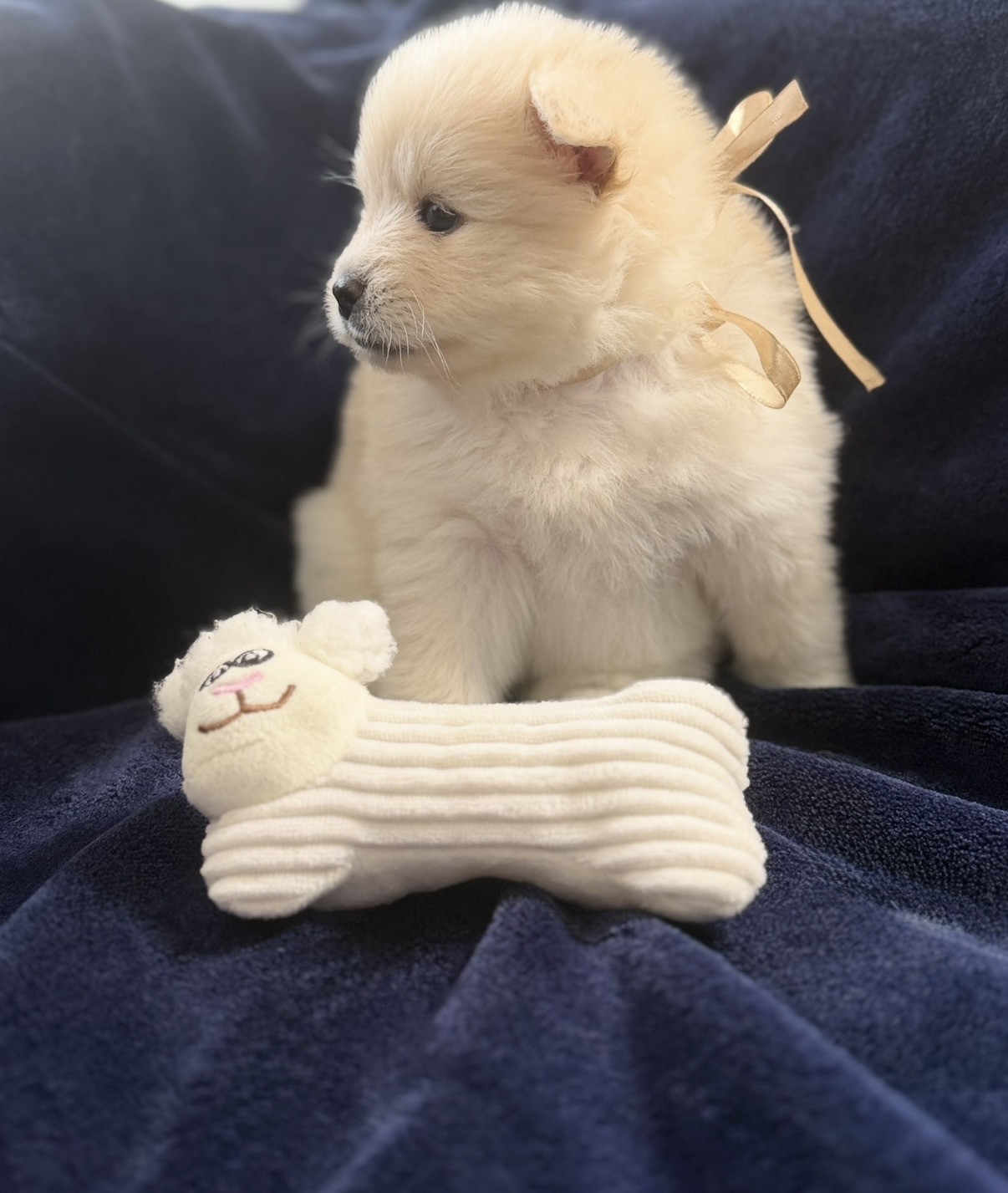 Pomsky Puppy Goldie