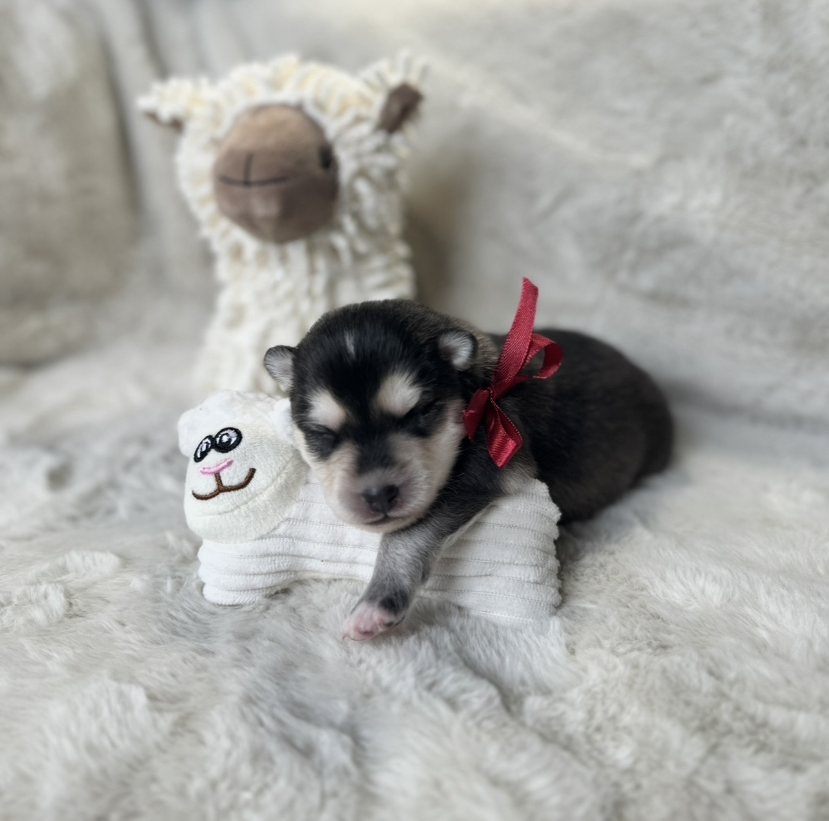 Pomsky Puppy Mack