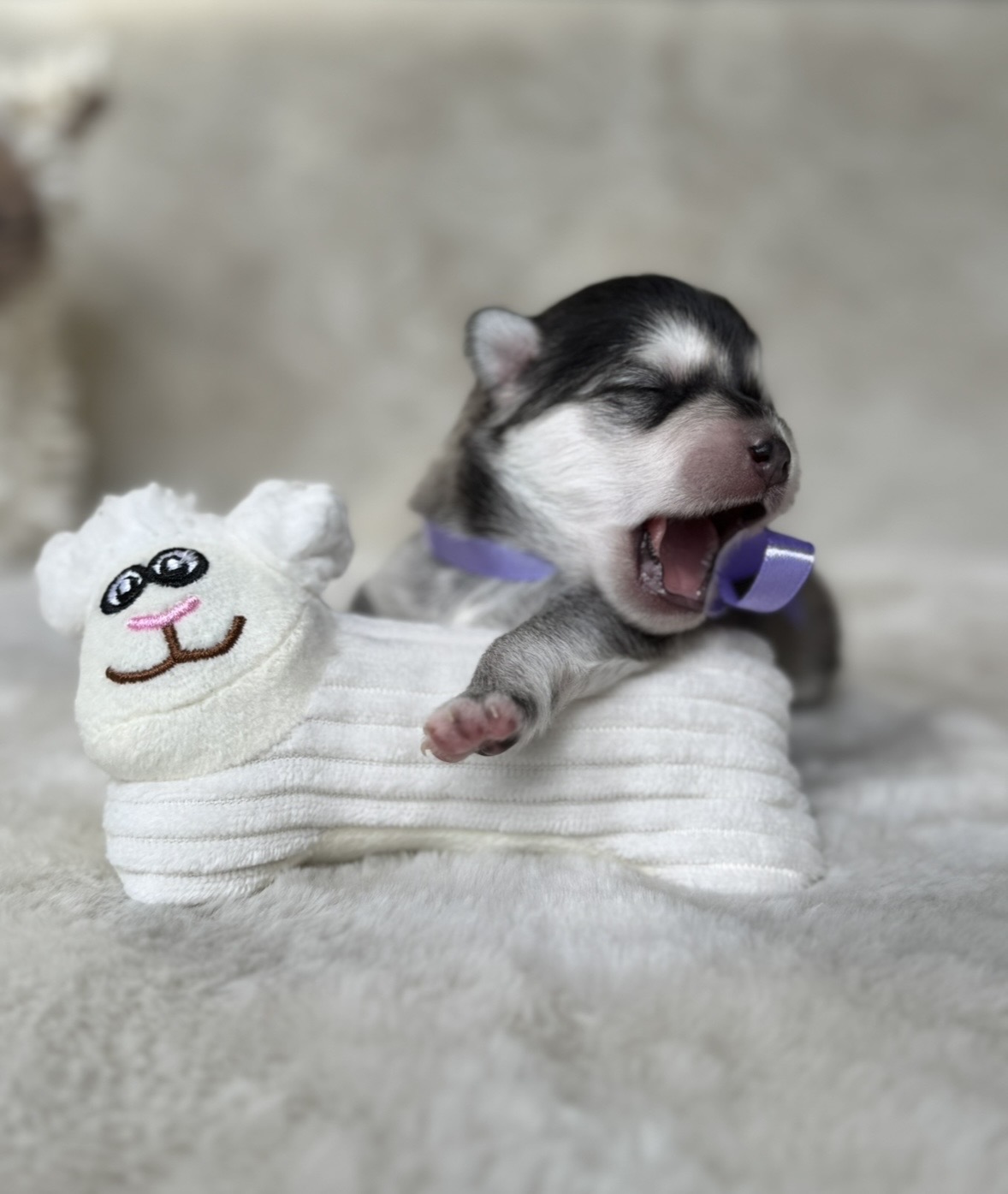 Pomsky Puppy Minnie
