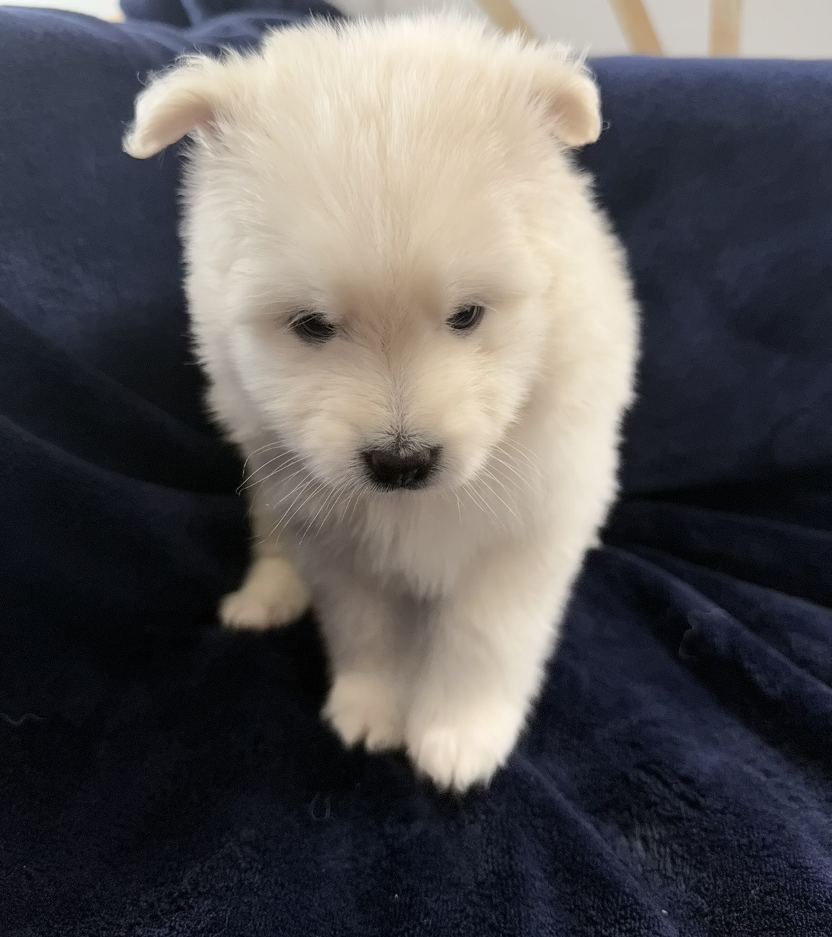 Pomsky Puppy No na