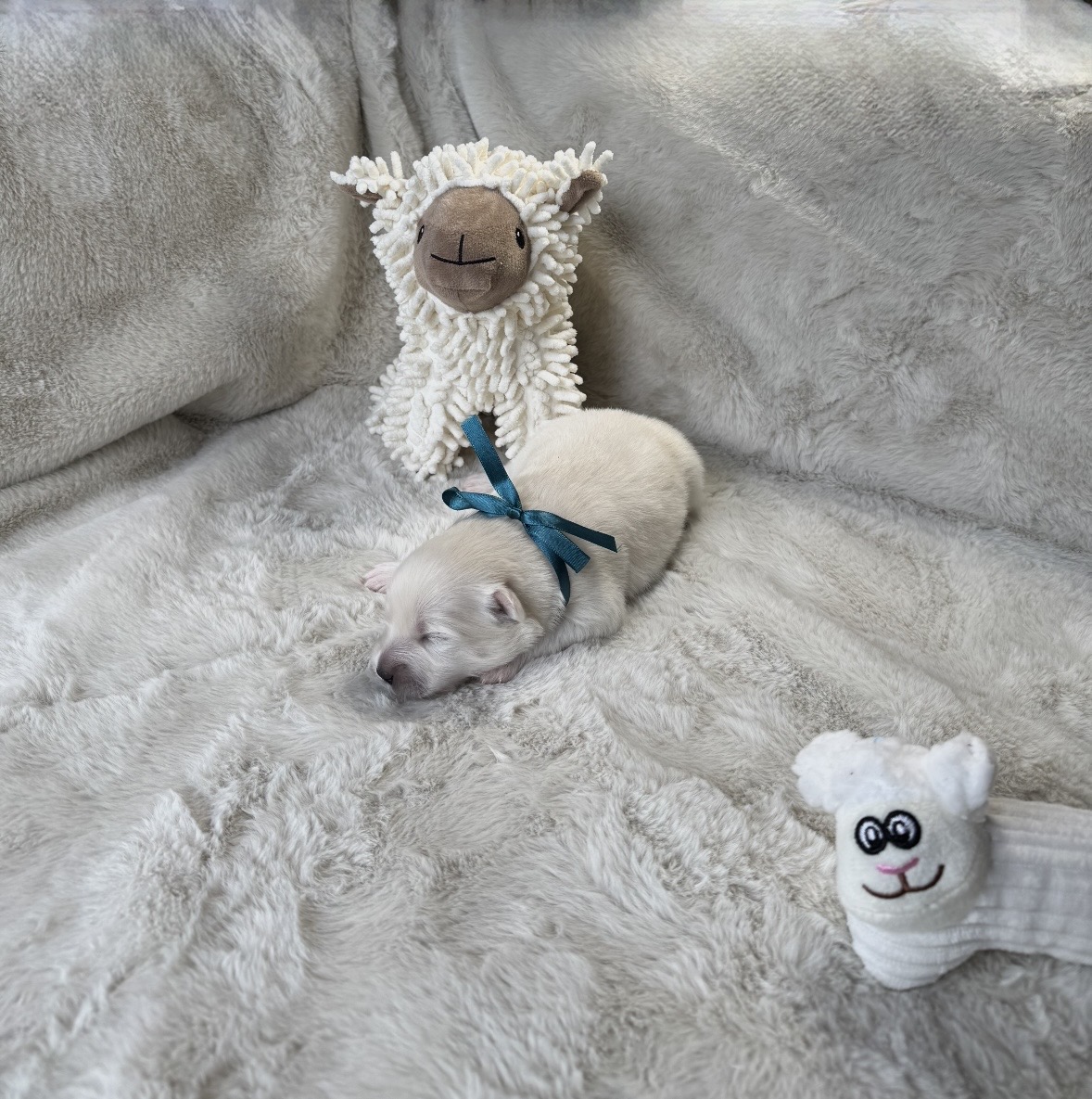 Pomsky Puppy No na