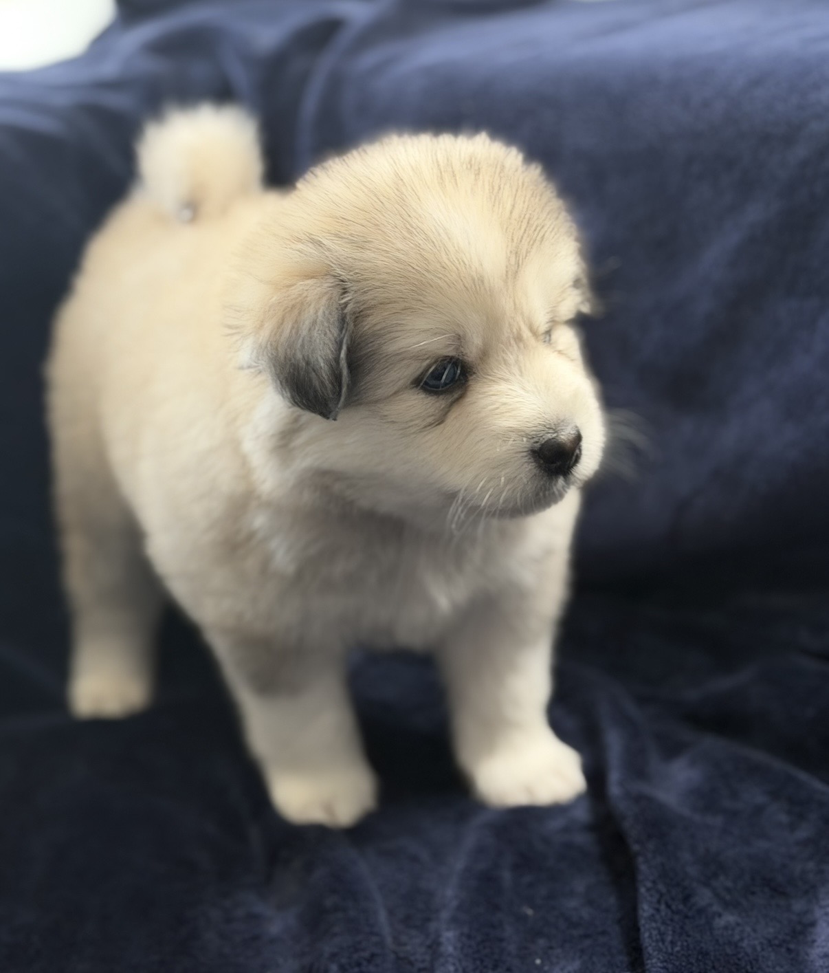 Pomsky Puppy Silver