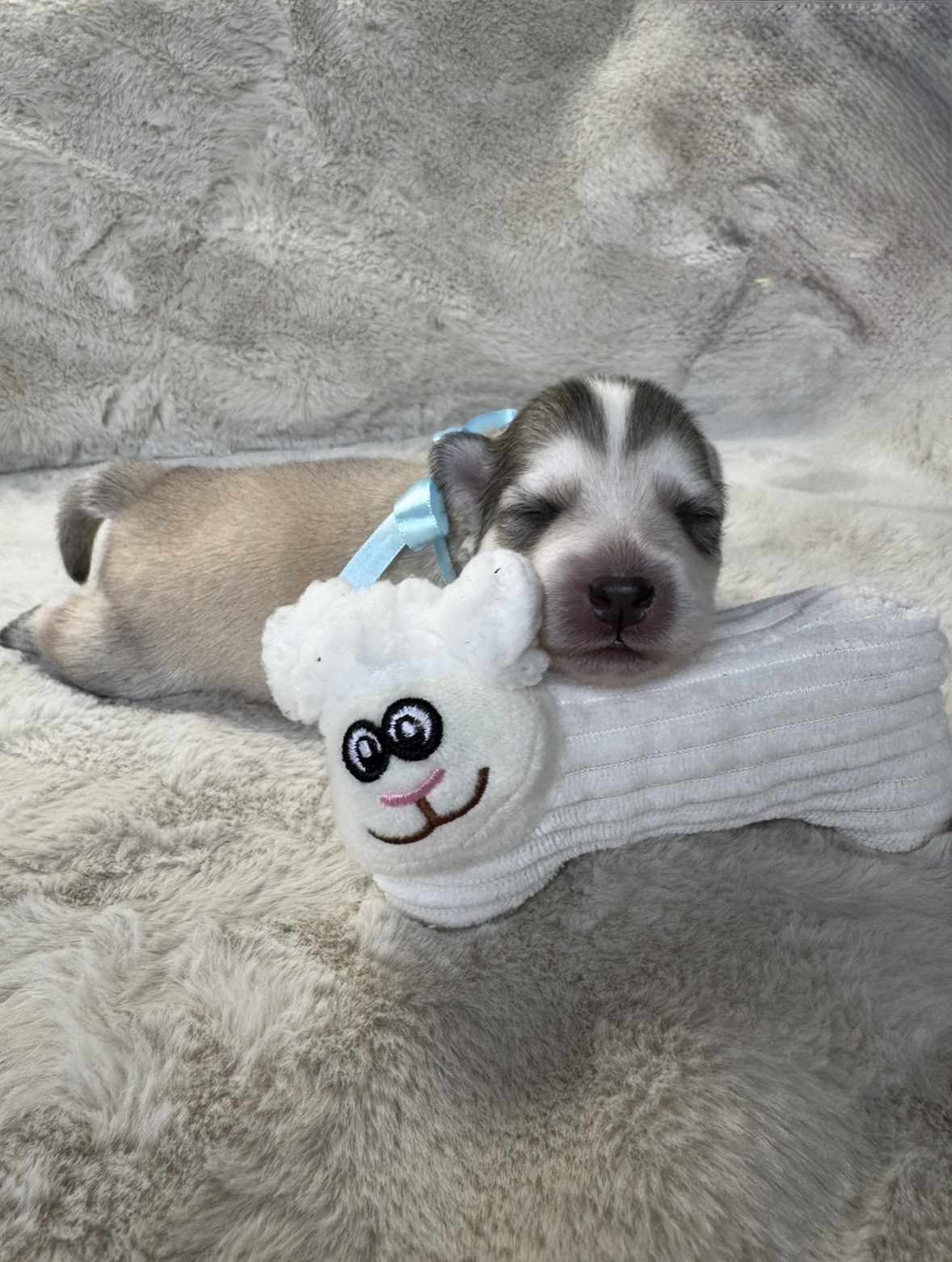 Pomsky Puppy Silver