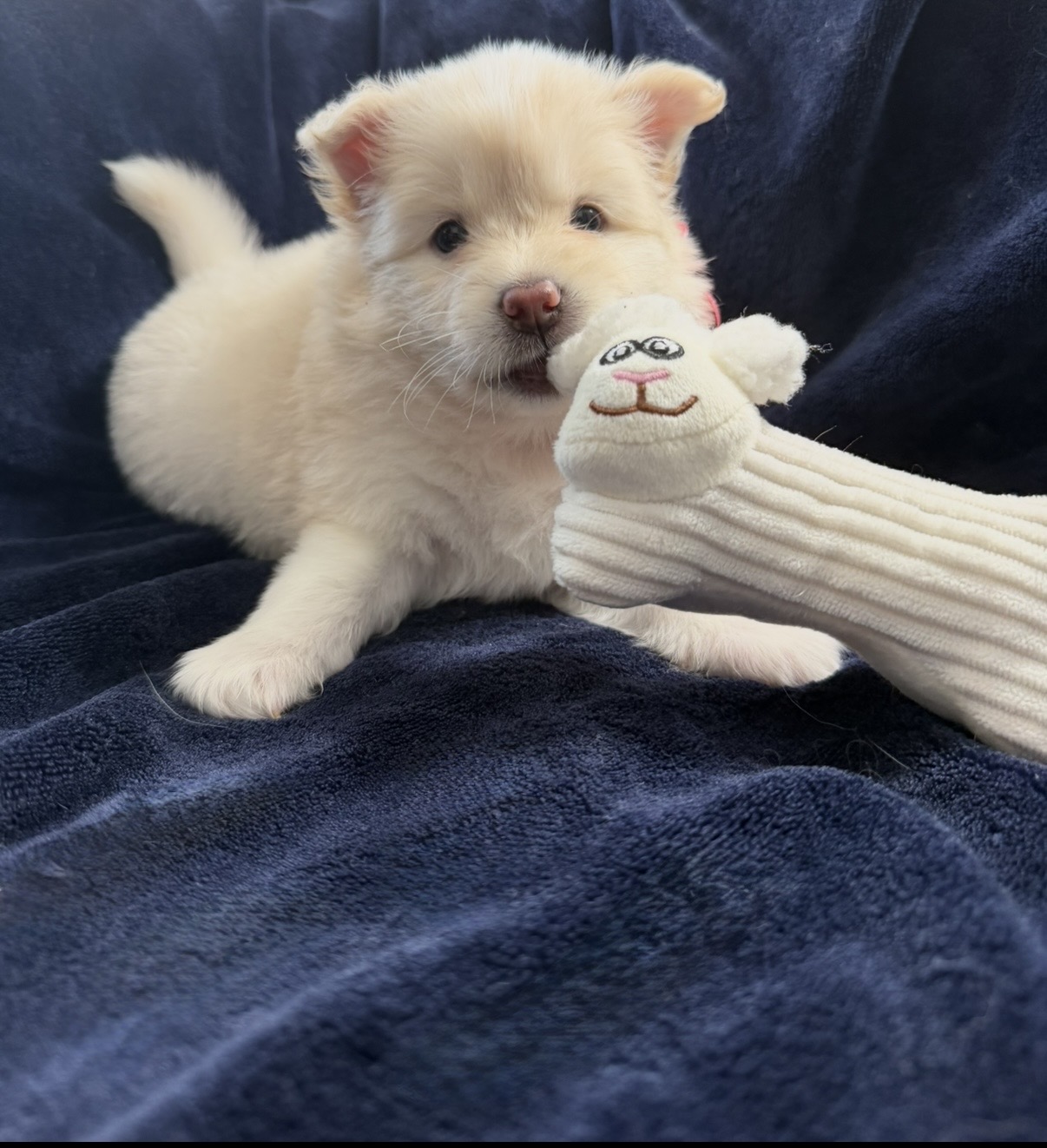 Pomsky Puppy Skye